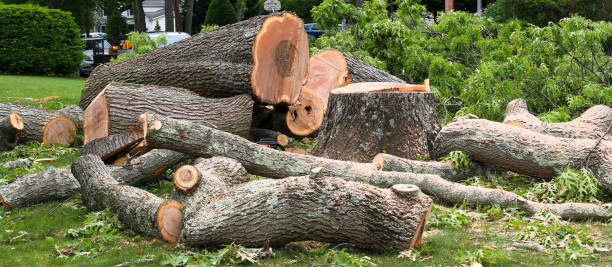 Trusted Denmark, SC Tree Removal Services Experts